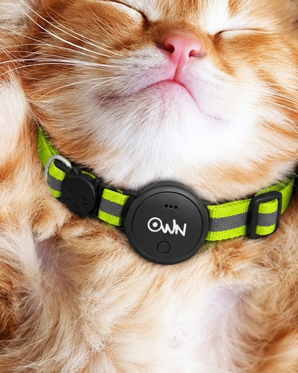 A pet’s collar · Pet Collar
